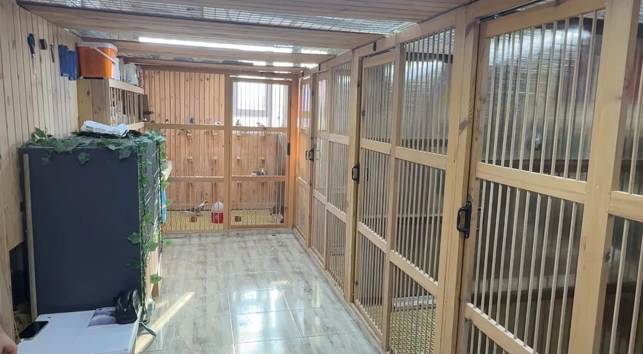 Hatay'da bir kümes dolusu lüks Kuşların değeri otomobil fiyatını aşıyor