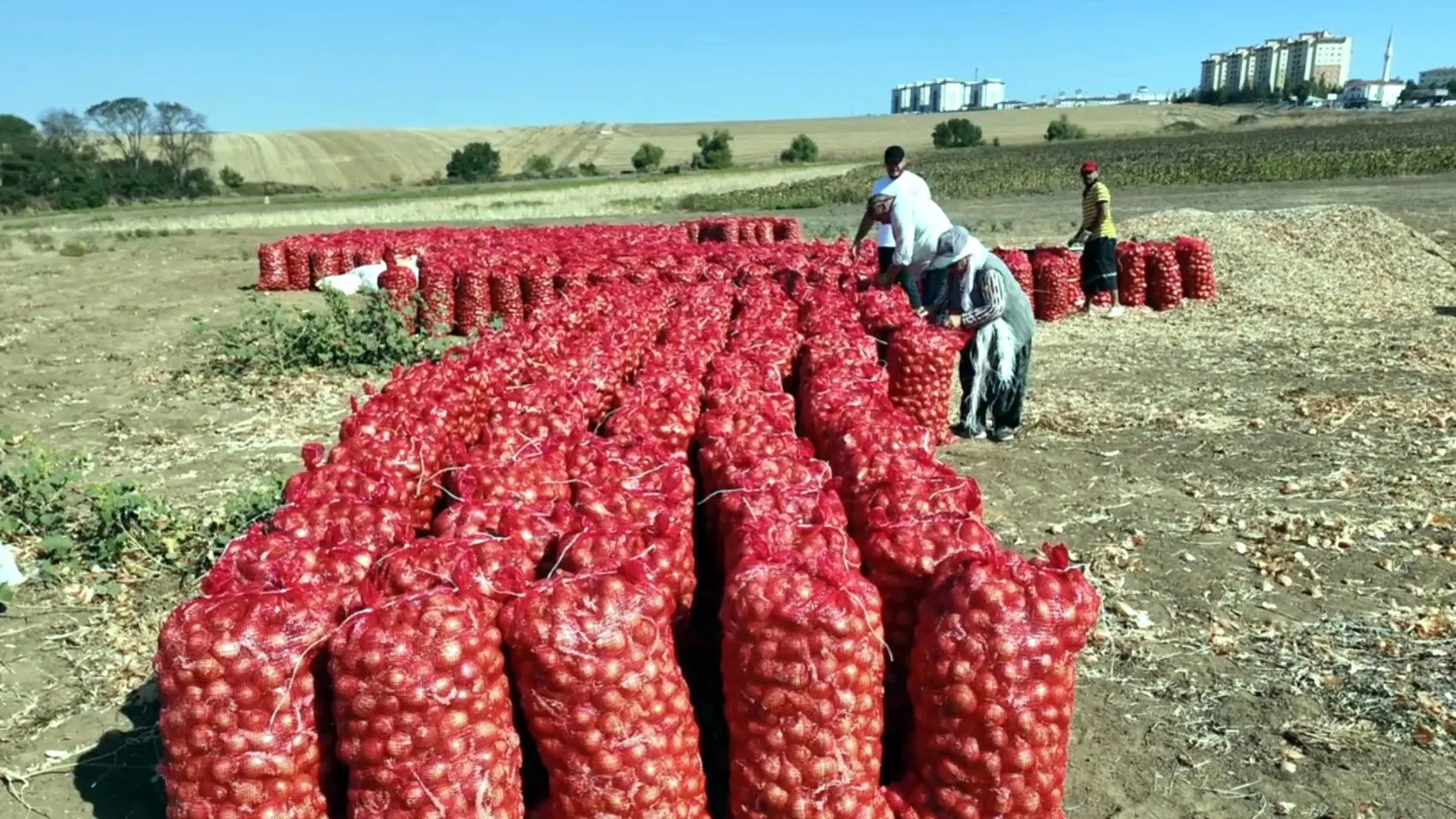 Toprağın altın sarısı mirası: Tekirdağ soğanında hasat heyecanı başladı