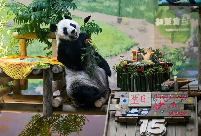 Çin’in sevilen pandası Xing Mei 15 yaşına girdi