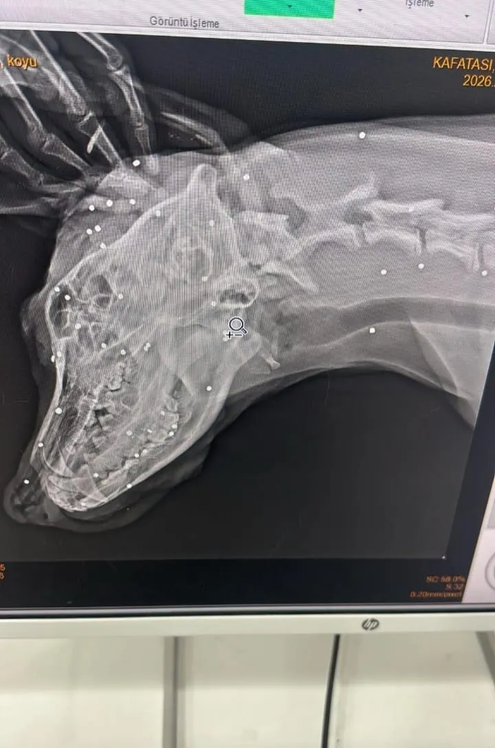 Bahçesine giren köpeği vurdu, yavrusunu öldürdü; cezası ev hapsi
