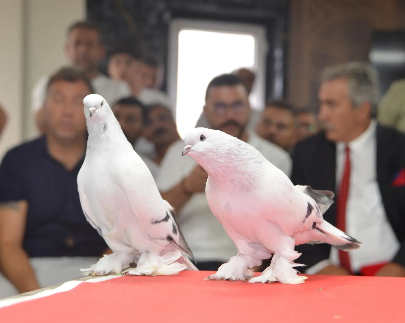 Milyonluk şebap güvercinleri Erzurum'da podyuma çıktı