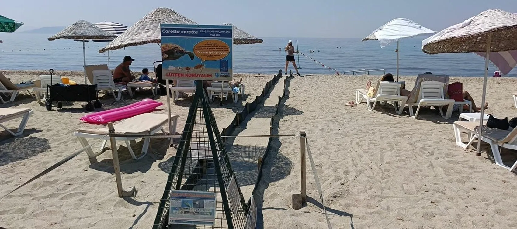 Caretta caretta yavruları 54 gün sonra Güzelçamlı'da denize kavuştu