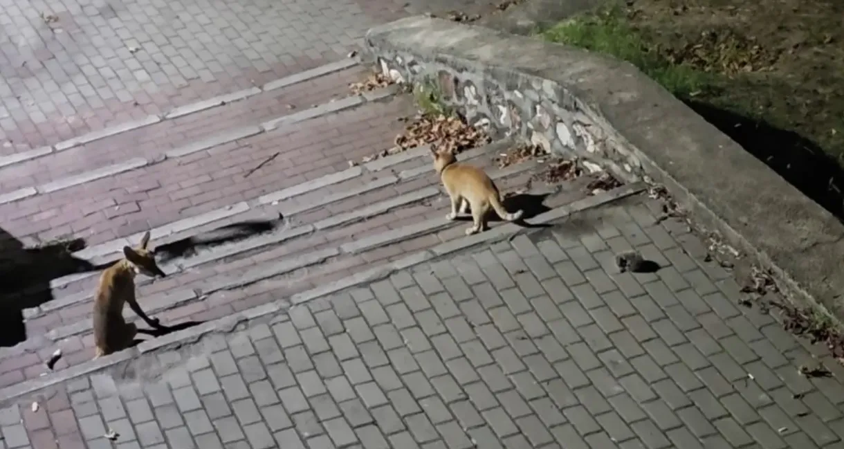 Bursa'da gece yarısı parkta şaşırtan yaban hayatı manzarası
