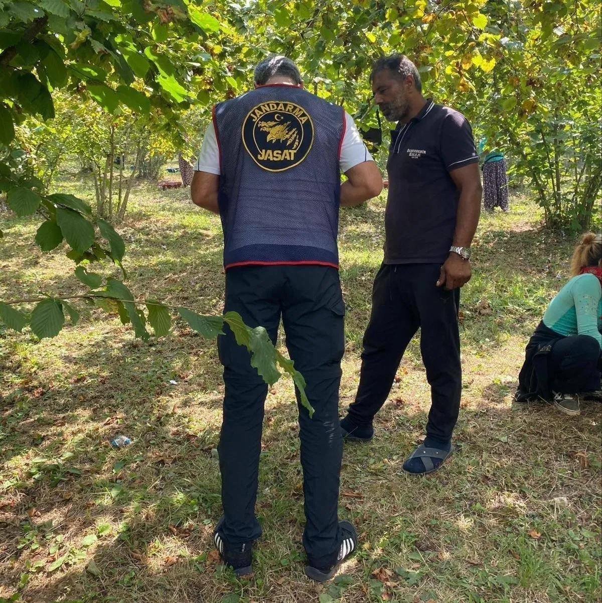 Kandıra'da fındık nöbeti havadan başladı