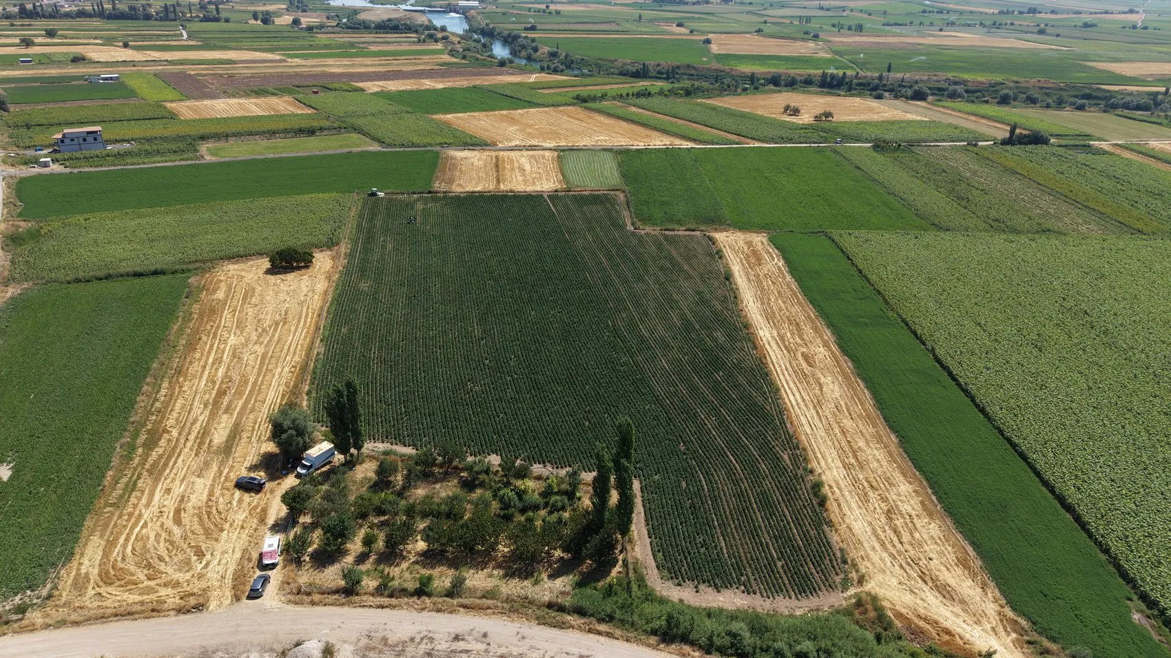 Kayseri'nin meşhur Yamula patlıcanı tarlalara döndü