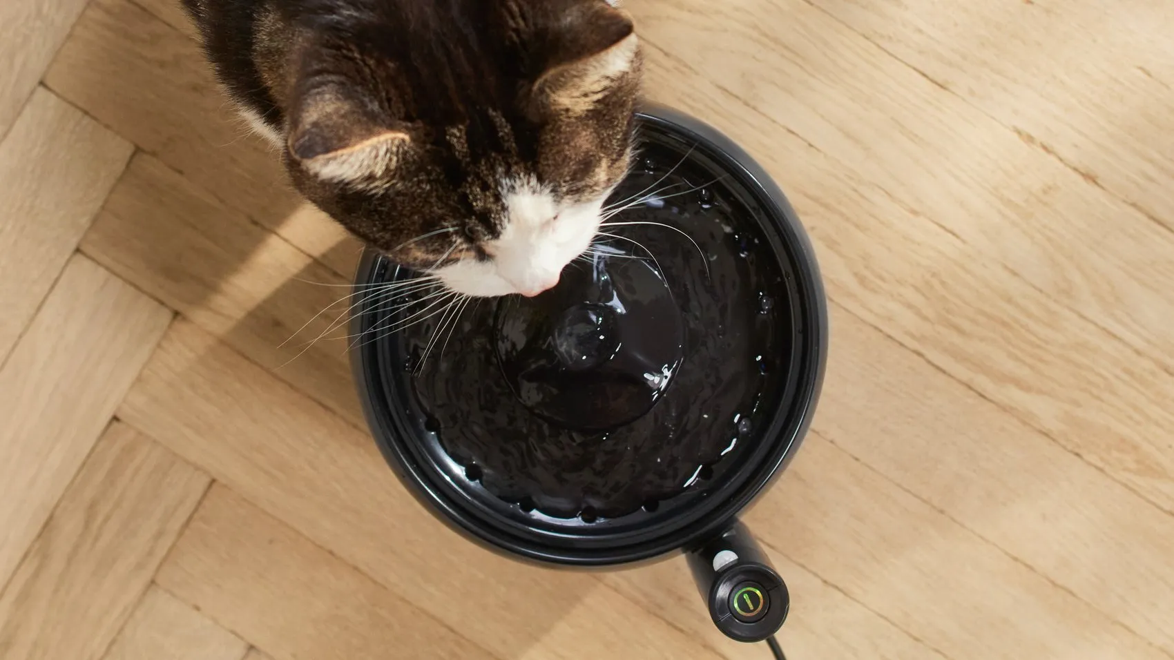 Evde kedi besleyenler için akıllı bakım dönemi