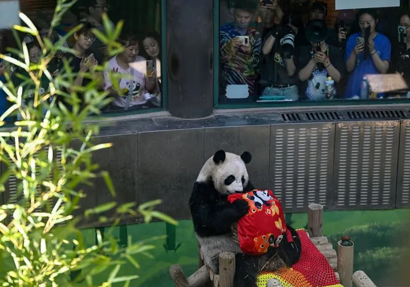 Çin’in sevilen pandası Xing Mei 15 yaşına girdi