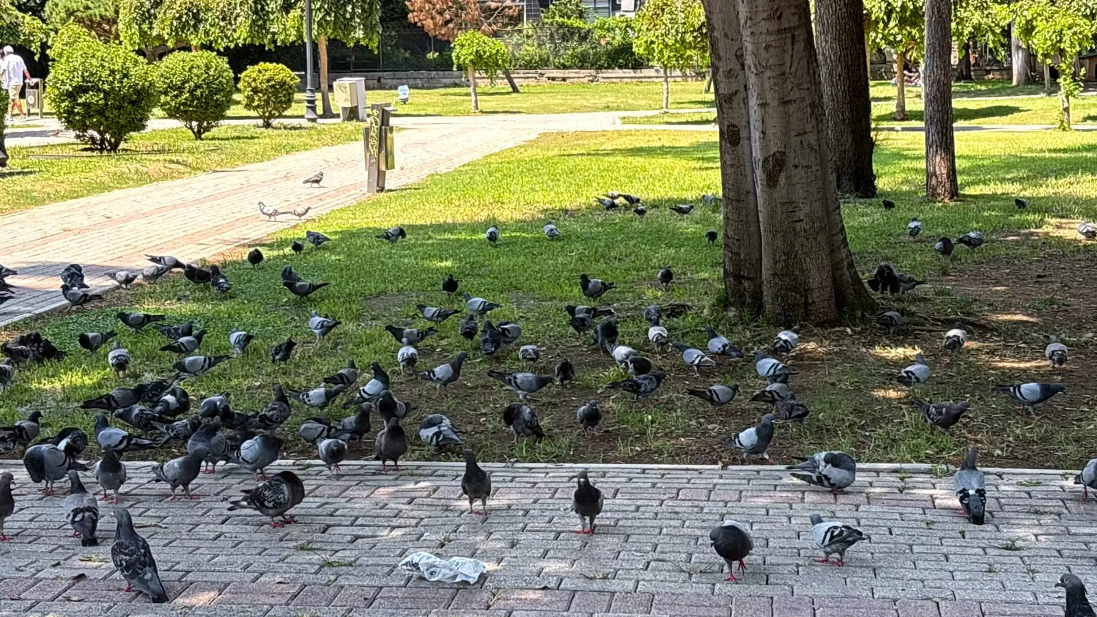 Adana’da kavurucu sıcaklar hayatı durma noktasına getirdi