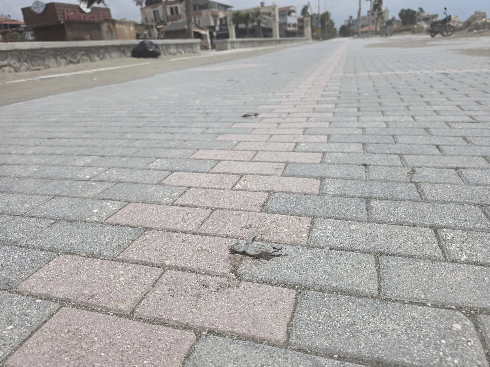 Samandağ sahilinde ışık kirliliği yaklaşık 40 yavru kaplumbağayı öldürdü