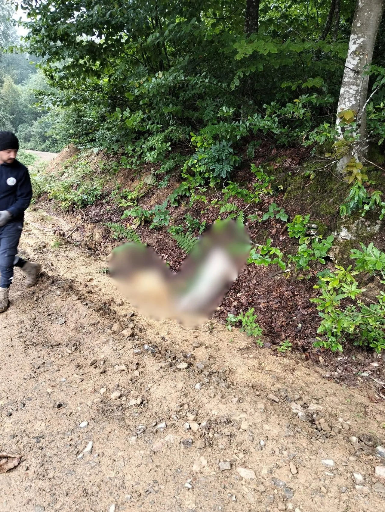 Ordu'da sokak hayvanlarını yaylaya bırakmaya çalışan 3 şüpheli yakalandı