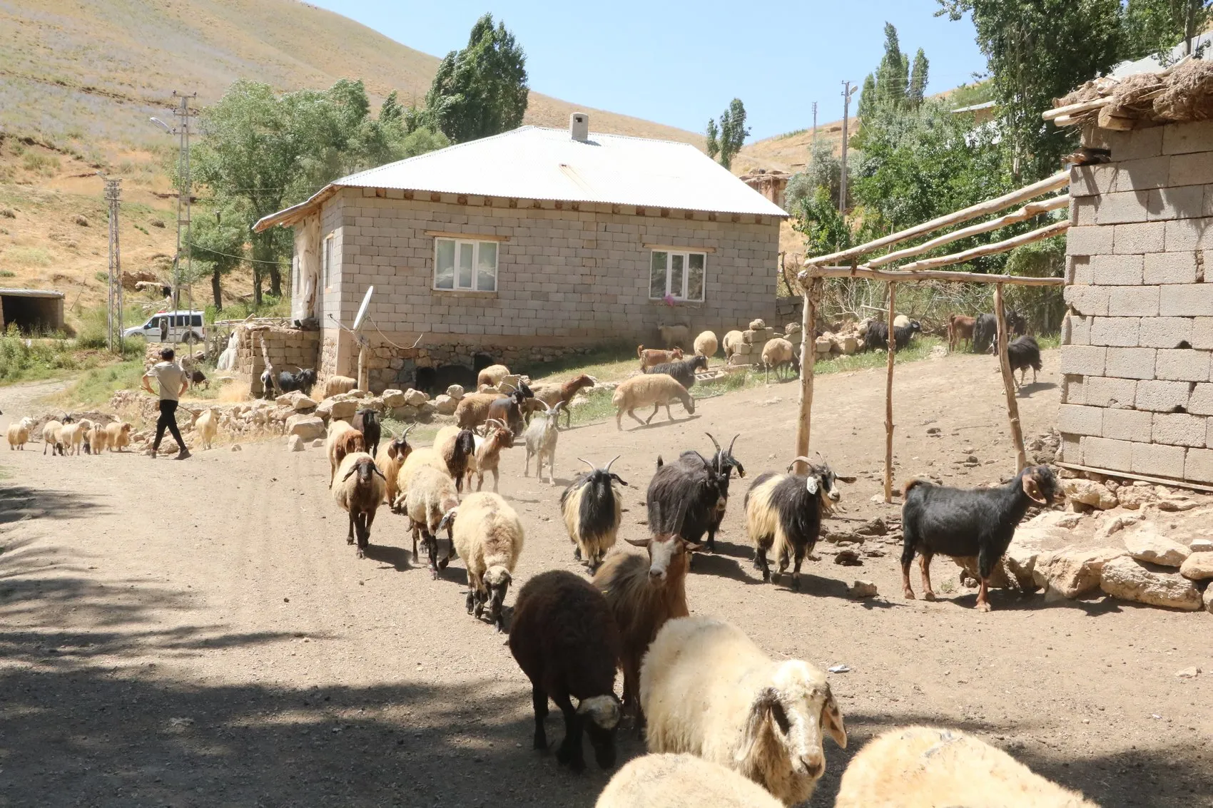 Yüksekovalı besicilerin 30 yıllık su çilesi bitmiyor