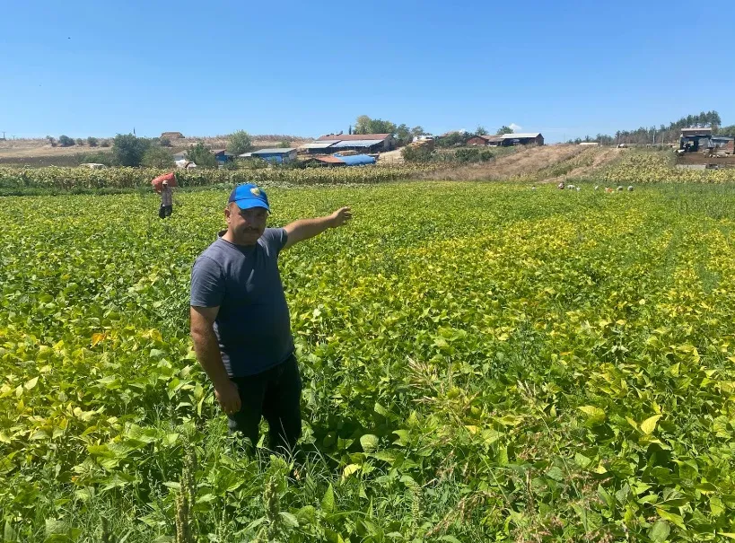 Yenişehirli çiftçinin şeker fasulyesi bereketi
