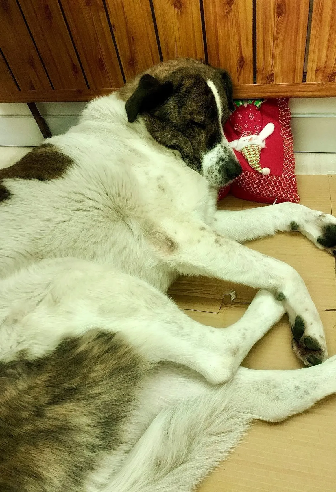Esenyurt’ta kaybolan sahipli köpek barınakta ölü bulundu