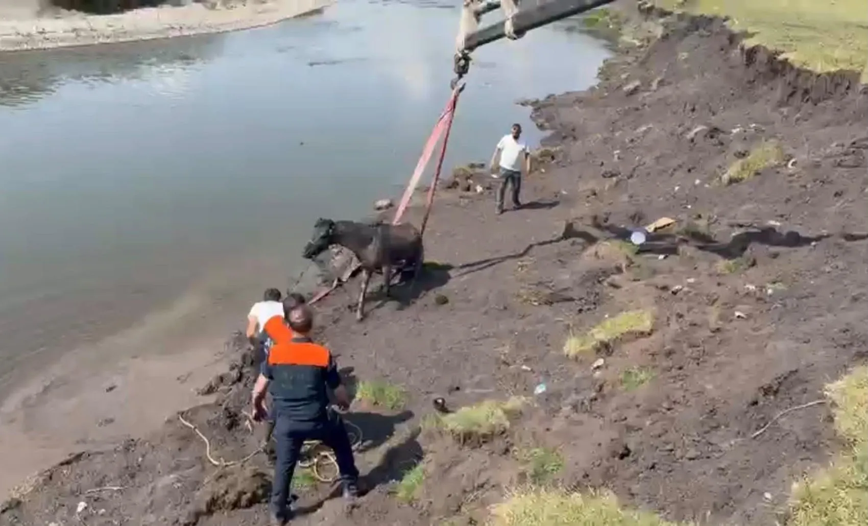 Kura Nehri'nde balçığa saplanan atı AFAD vinçle kurtardı