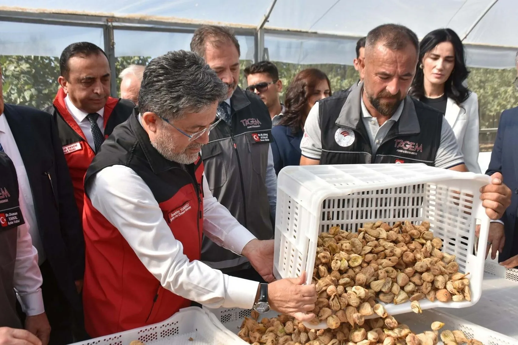 İncirde dünya lideri Türkiye'den dev rekolte beklentisi: Bakan Yumaklı Aydın'da açıkladı