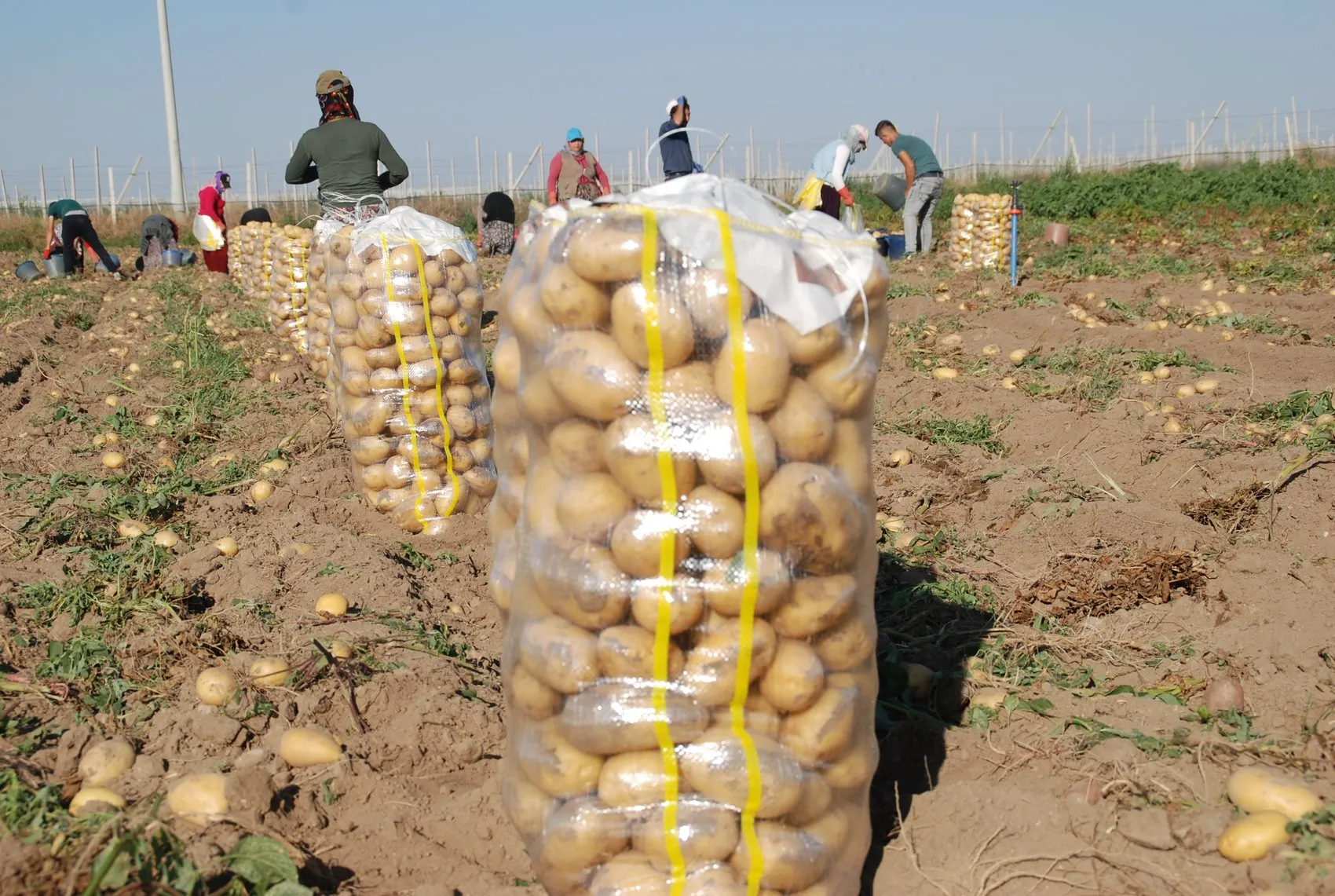 Niğde'de patates tarlada 25 lira, çiftçi bu fiyata gülümsüyor