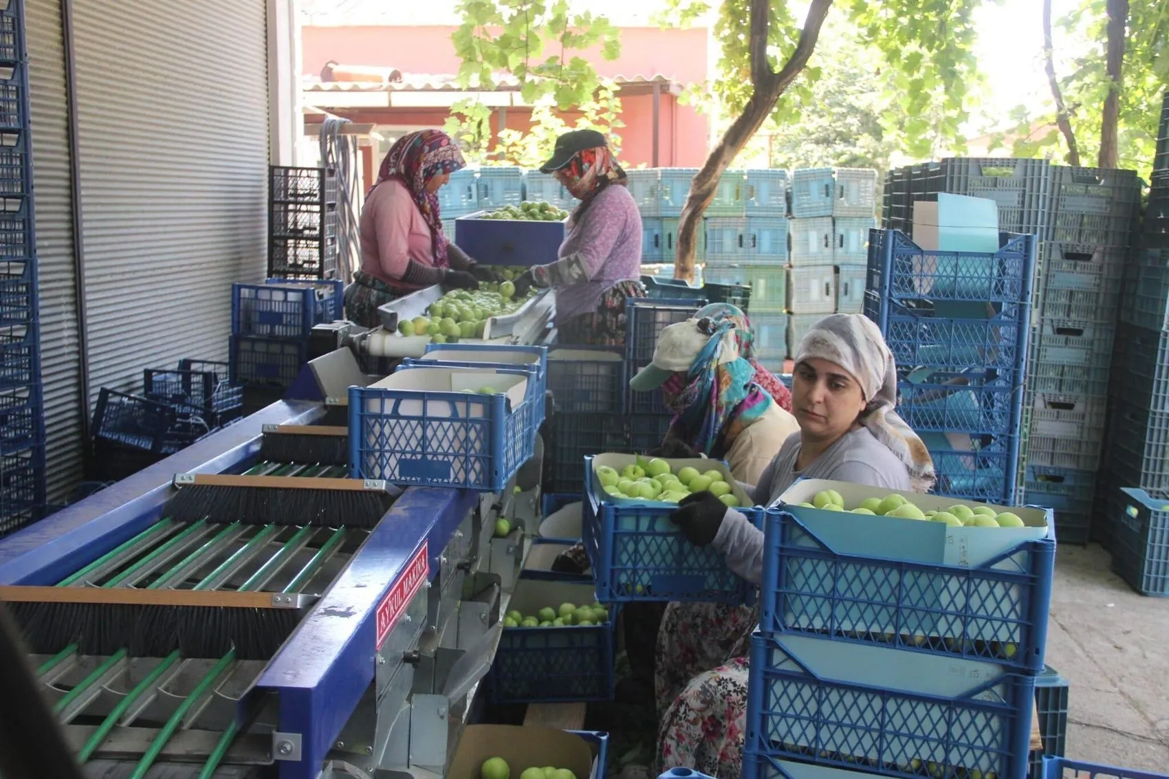Kazdağları’nın meşhur nektarinde hasat zamanı