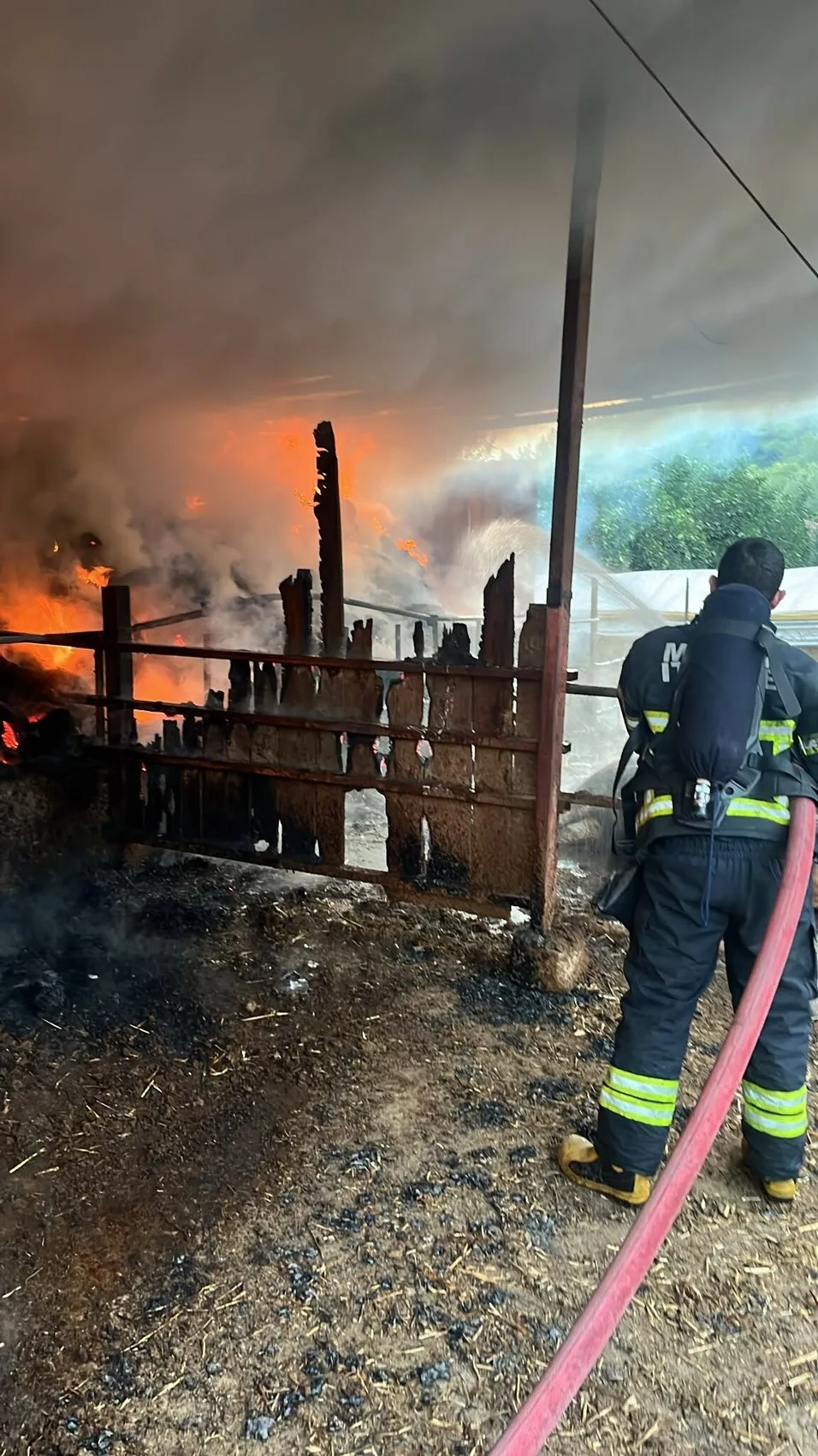 Muğla Ula'da yangın felaketi 4 hayvan telef oldu