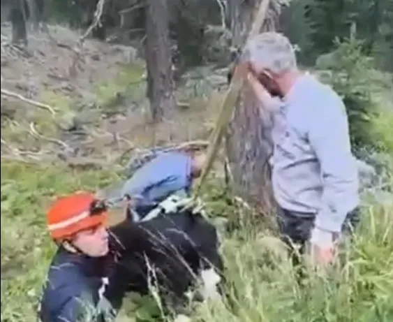 Bolu'da 50 metrelik uçuruma düşen inek vinçle kurtarıldı