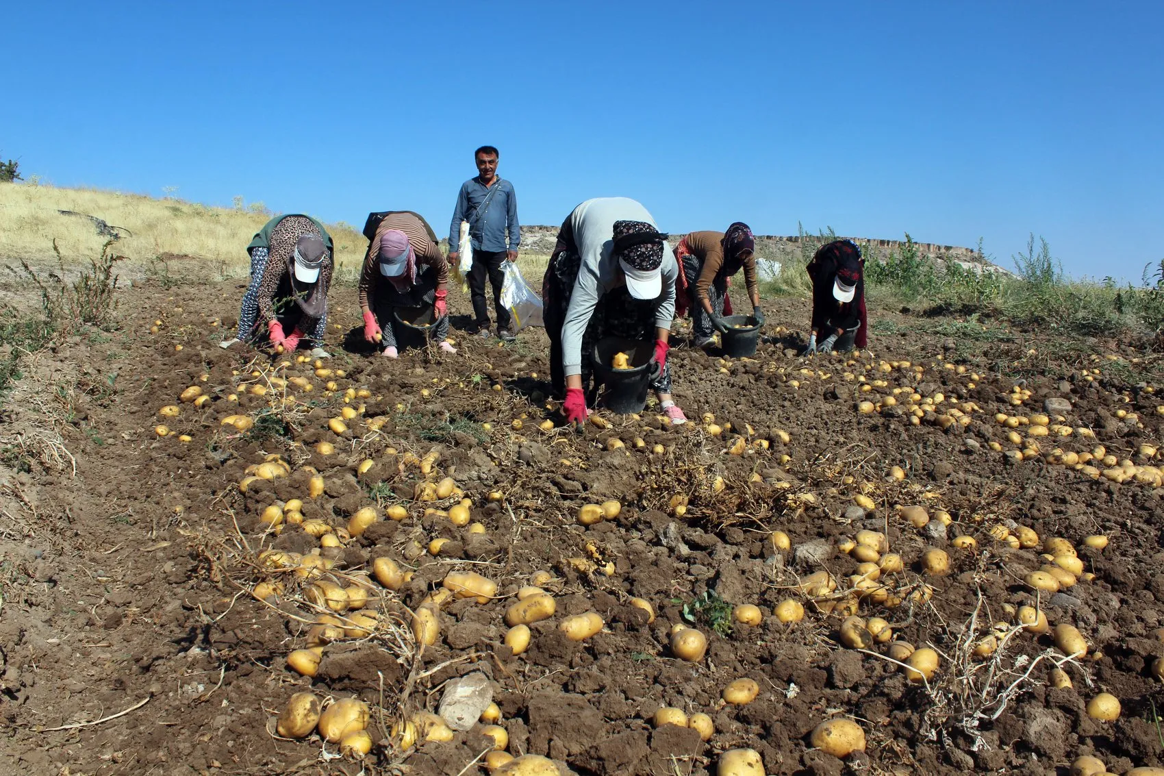 Tarlada 10 liraya düşen patatesin marketteki 40 liralık gizemi