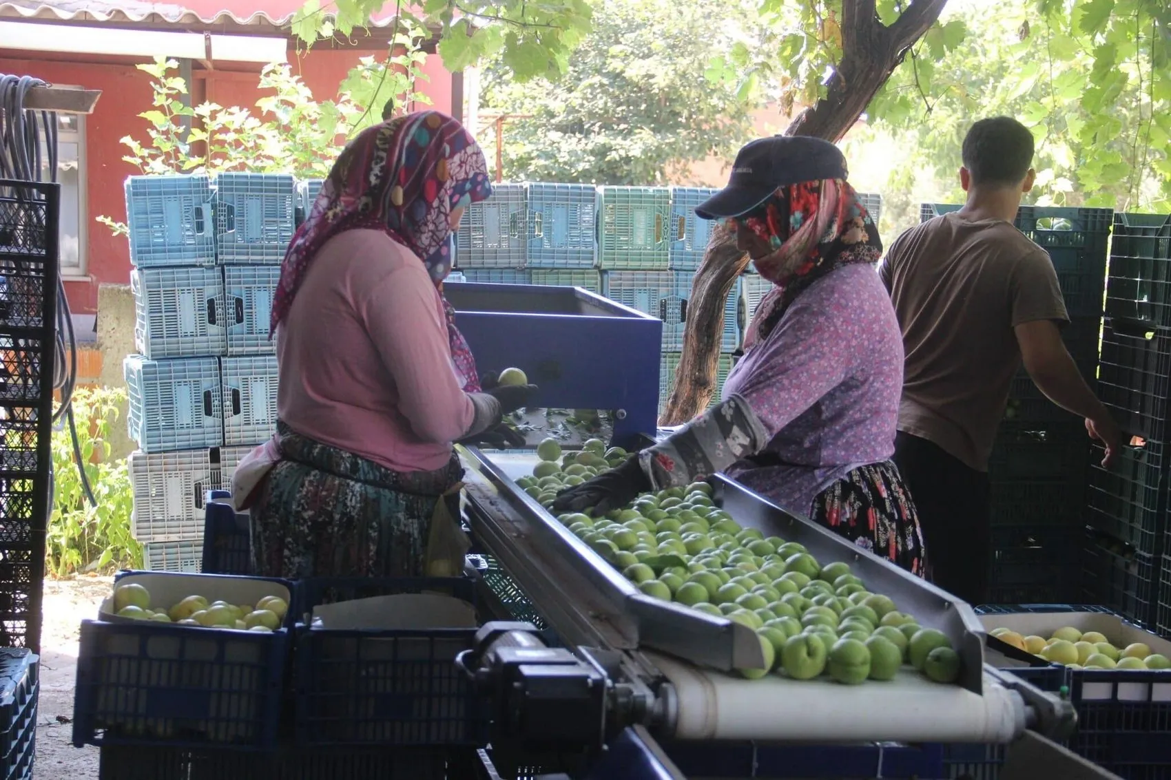 Kazdağları’nın meşhur nektarinde hasat zamanı