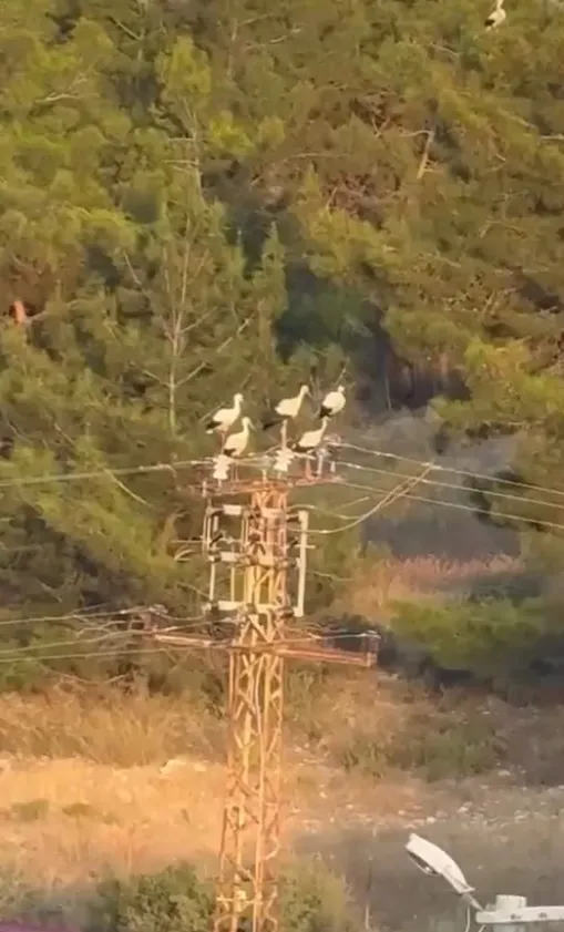 Mersin'de leyleklerin acı dolu anları kameraya yansıdı