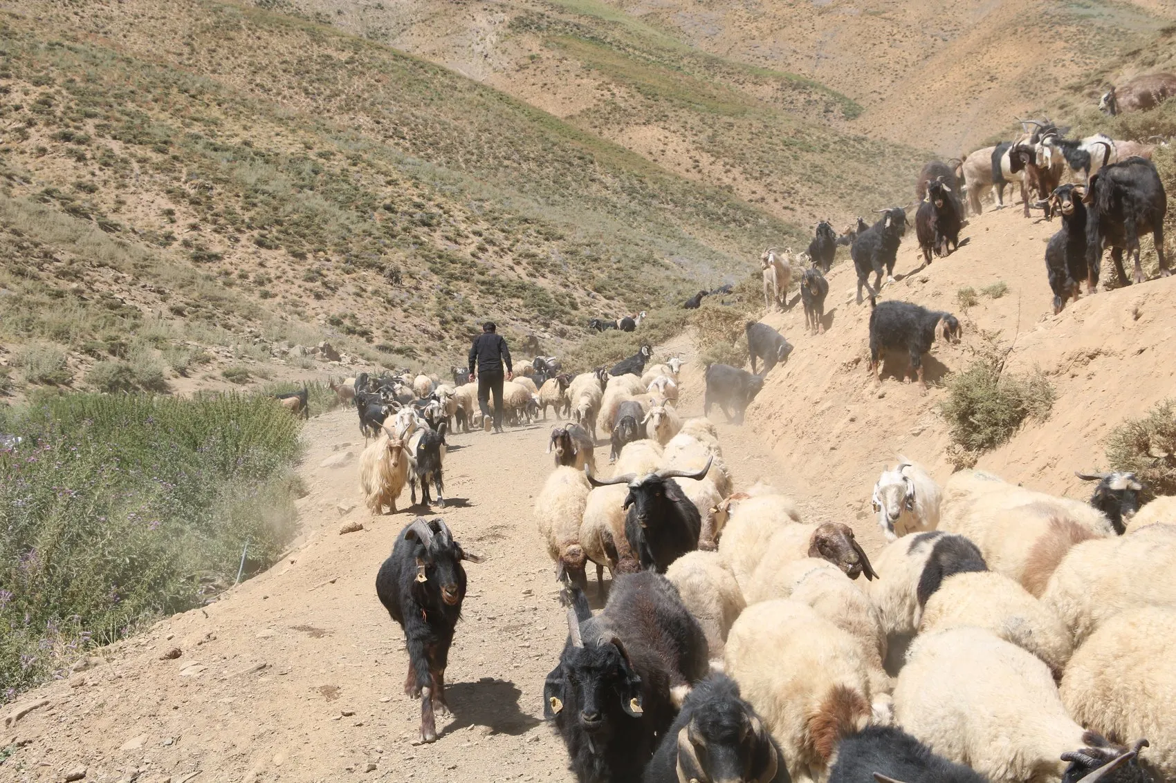 Hakkari yaylalarında zorlu mesai sonrası geleneksel neşe
