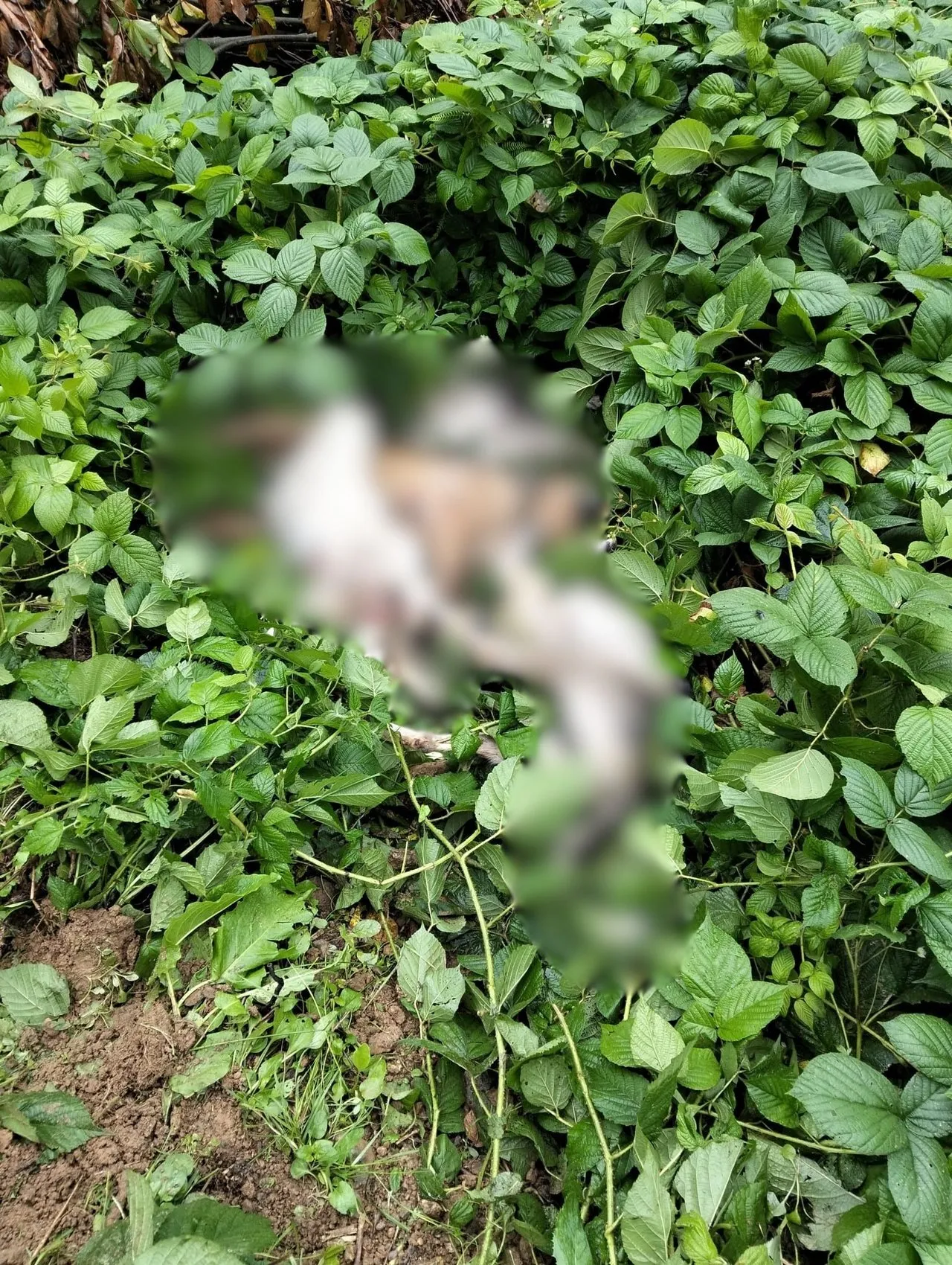Ordu'da sokak hayvanlarını yaylaya bırakmaya çalışan 3 şüpheli yakalandı