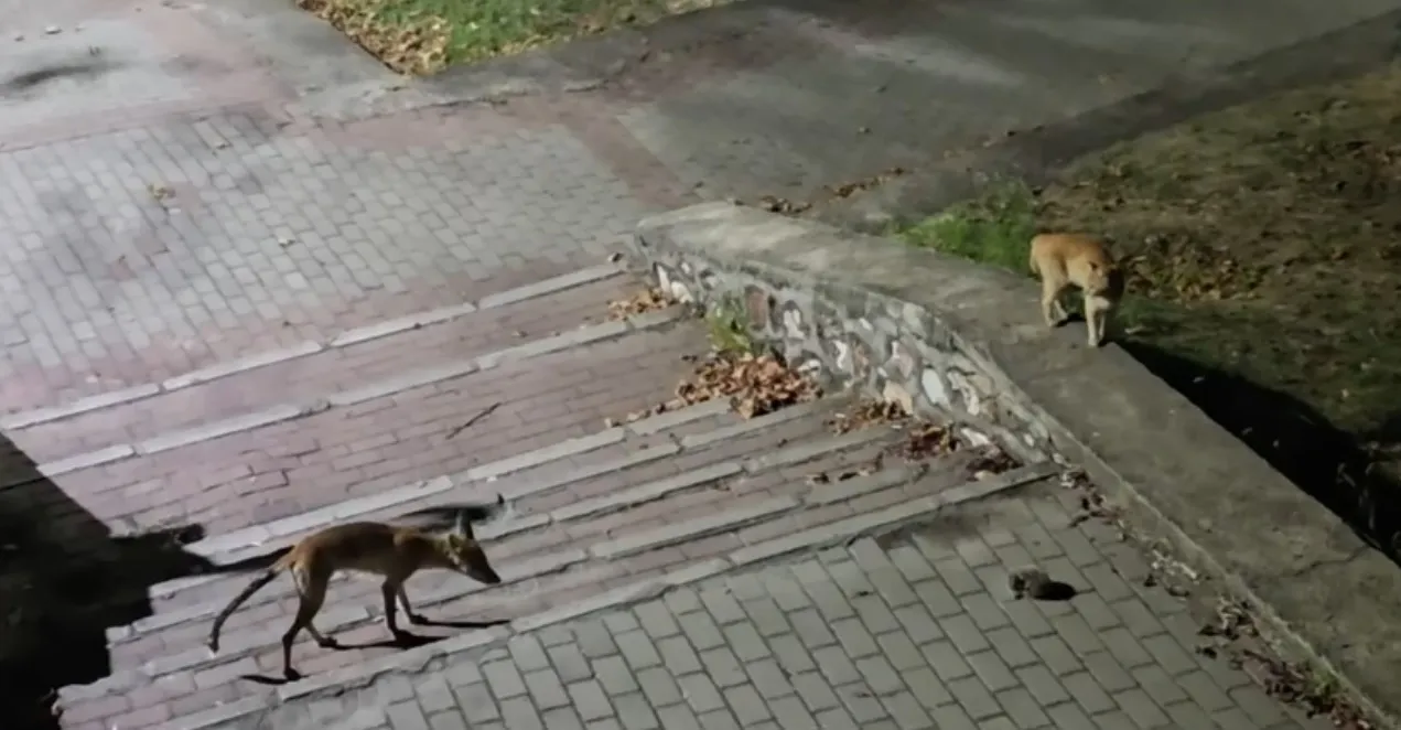 Bursa'da gece yarısı parkta şaşırtan yaban hayatı manzarası
