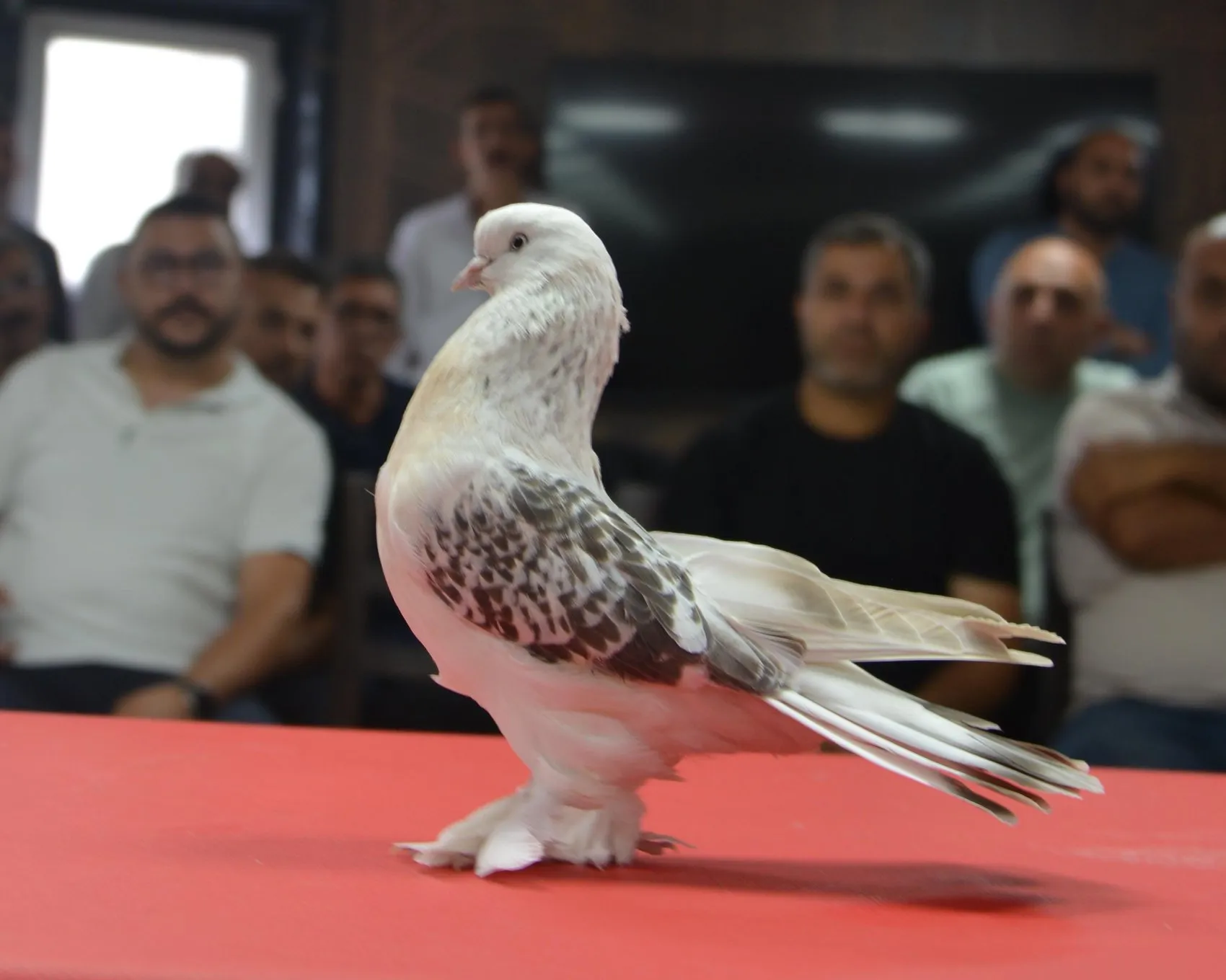 Milyonluk şebap güvercinleri Erzurum'da podyuma çıktı
