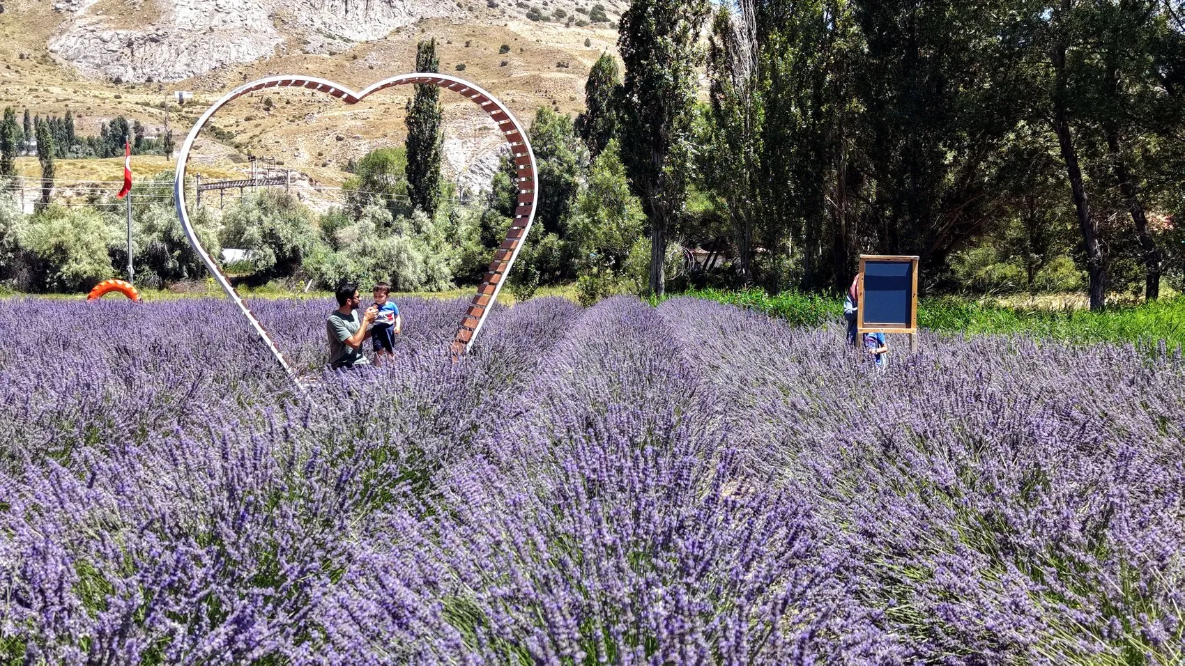 Emekli memur tarlasını mor bahçeye çevirdi
