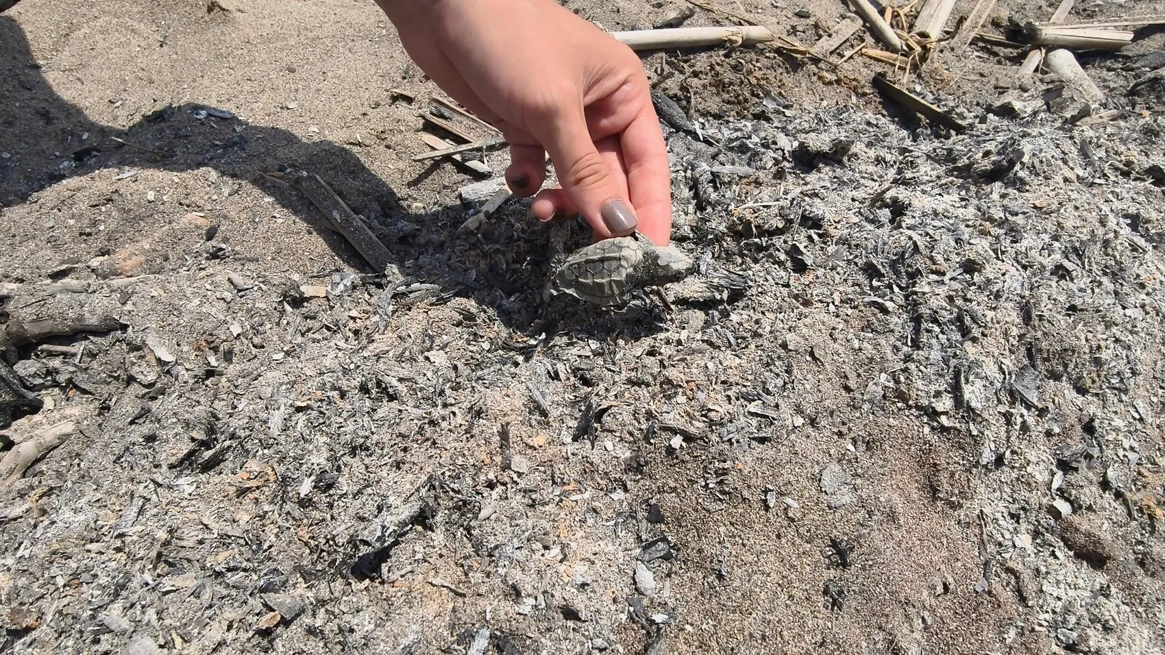 Antalya sahillerinde yakılan ateş yavru caretta carettayı öldürdü