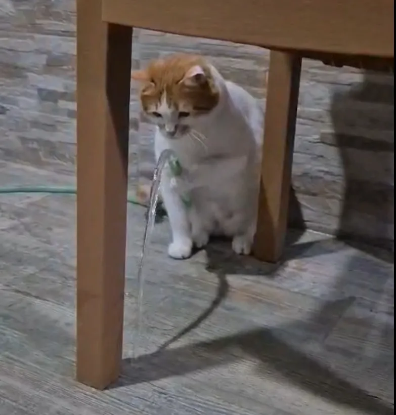 Amasyalı kedi Balım susuzluğunu kendi yöntemiyle giderdi