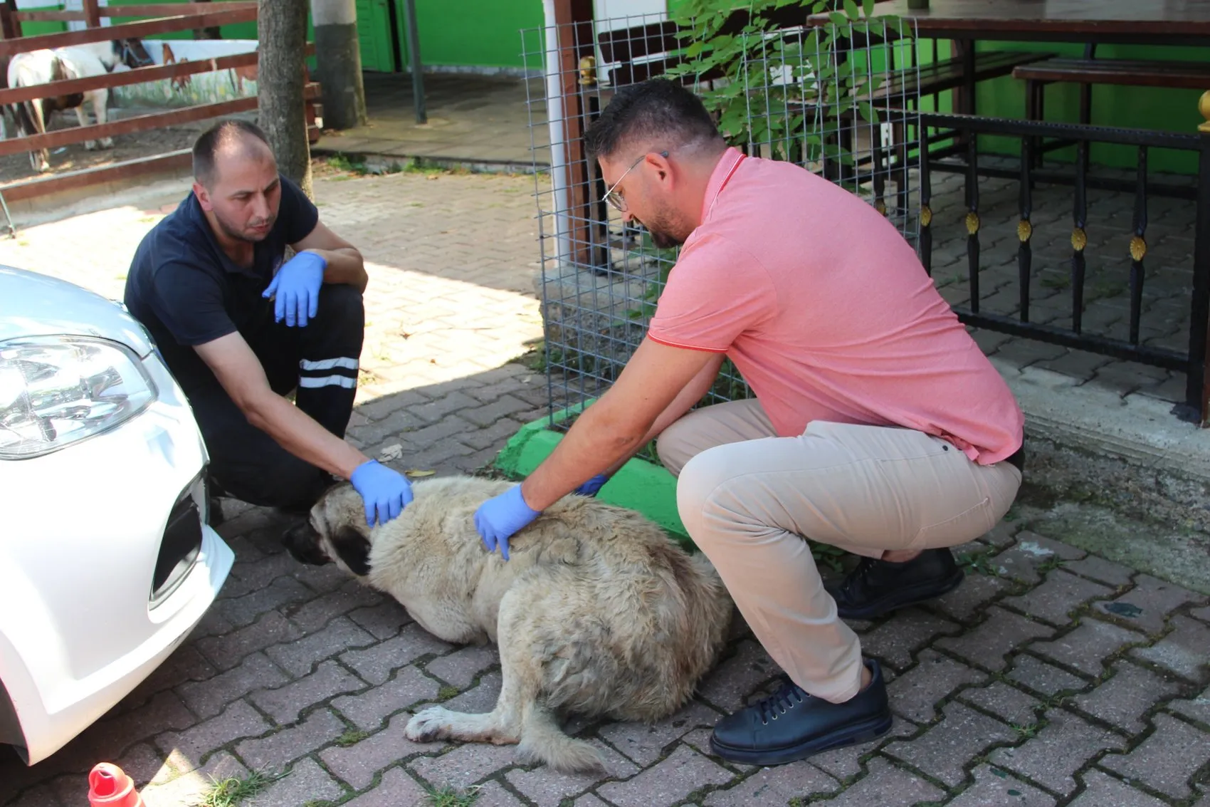 Giresun'da ciple köpeği ezen sürücü yakalandı
