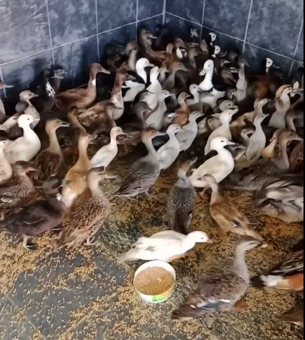 Enez’de bir çiftlikte 257 yabani kuş bulundu