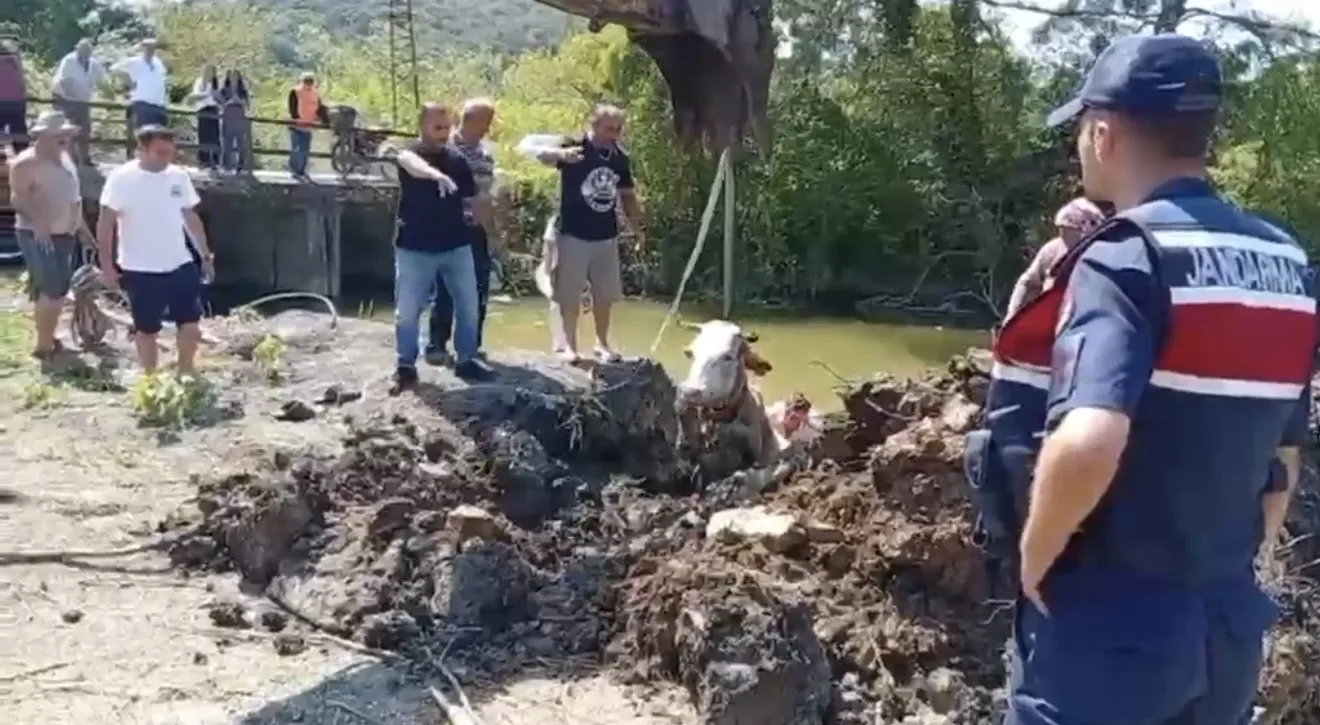 Bartın'da dere kenarında mahsur kalan inek iş makinesiyle kurtarıldı
