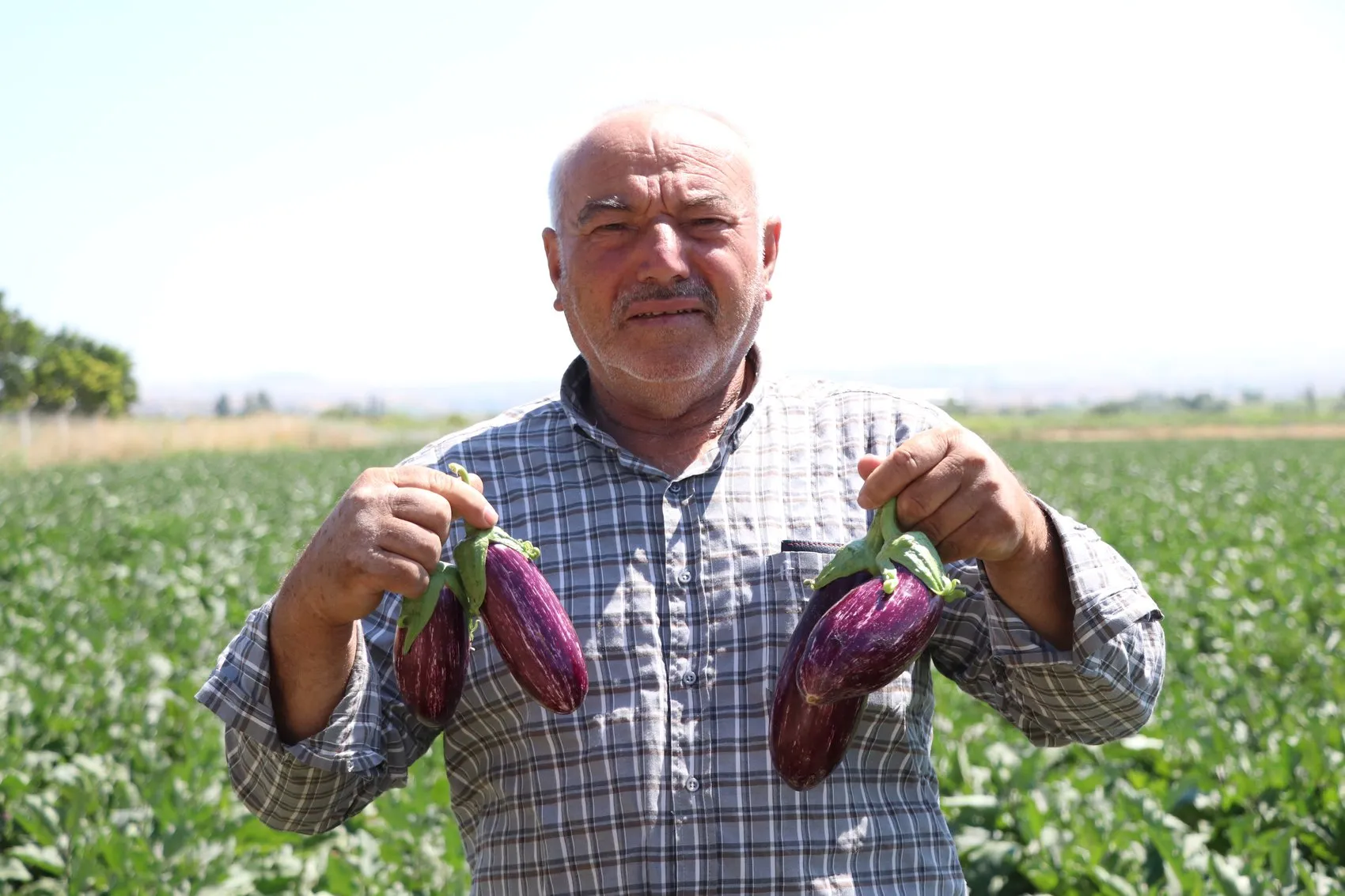 Kayseri'nin meşhur Yamula patlıcanı tarlalardan sofralara iniyor