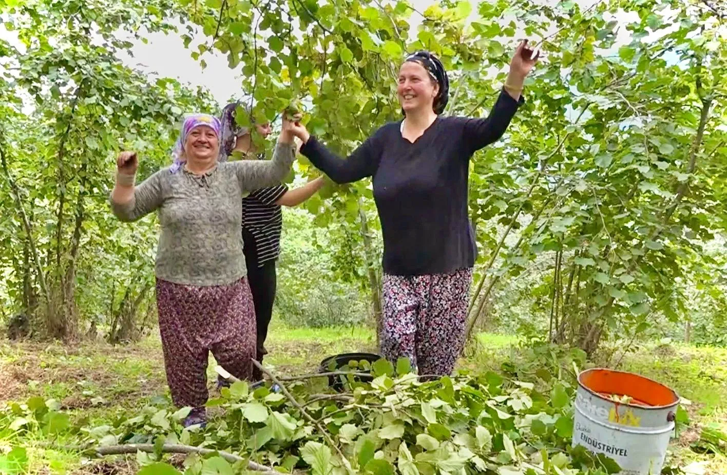 Trabzon'da fındık mesaisi horonla şenlendi