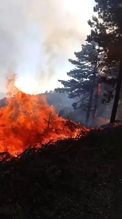 Uludağ yolunda orman yangını paniği