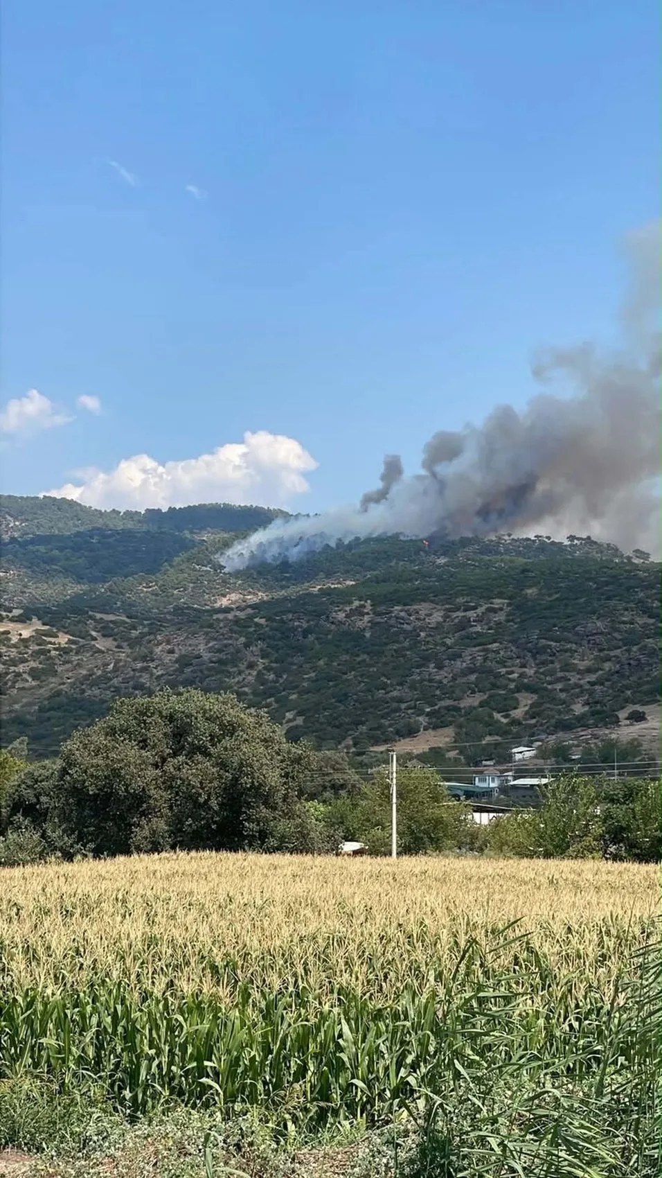 Aydın Çine ormanlarında yangın paniği