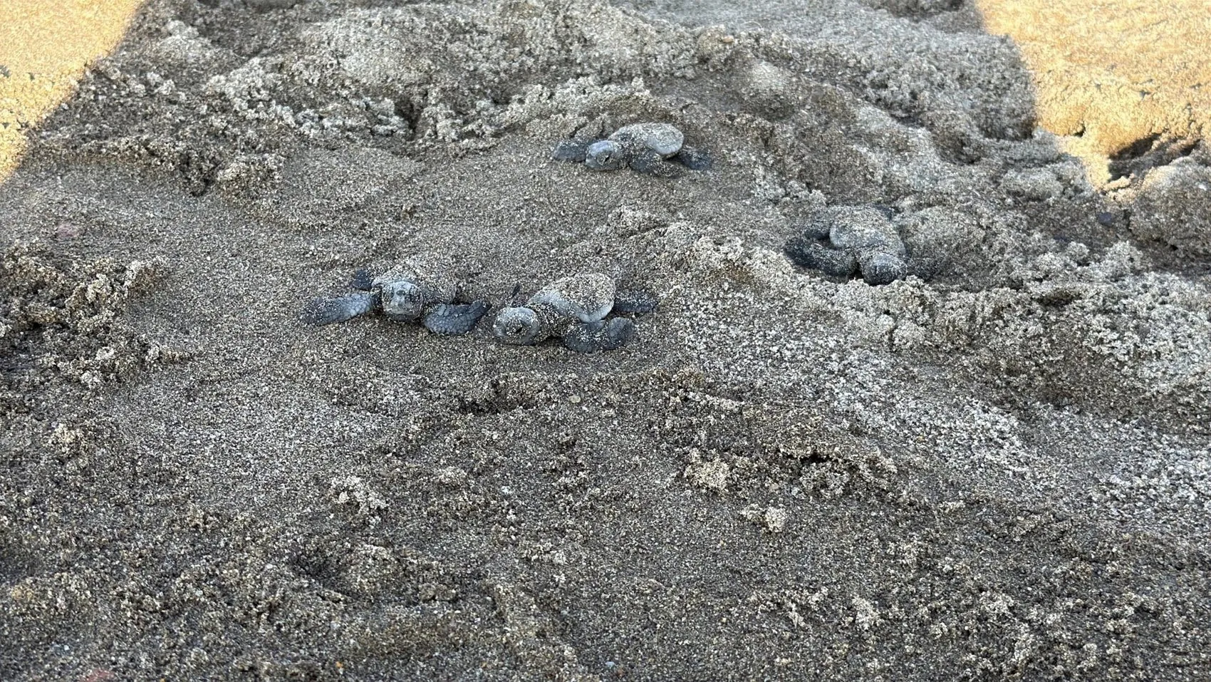 Bodrum sahillerinde duygulandıran anlar: 62 minik caretta caretta mavi sulara kavuştu