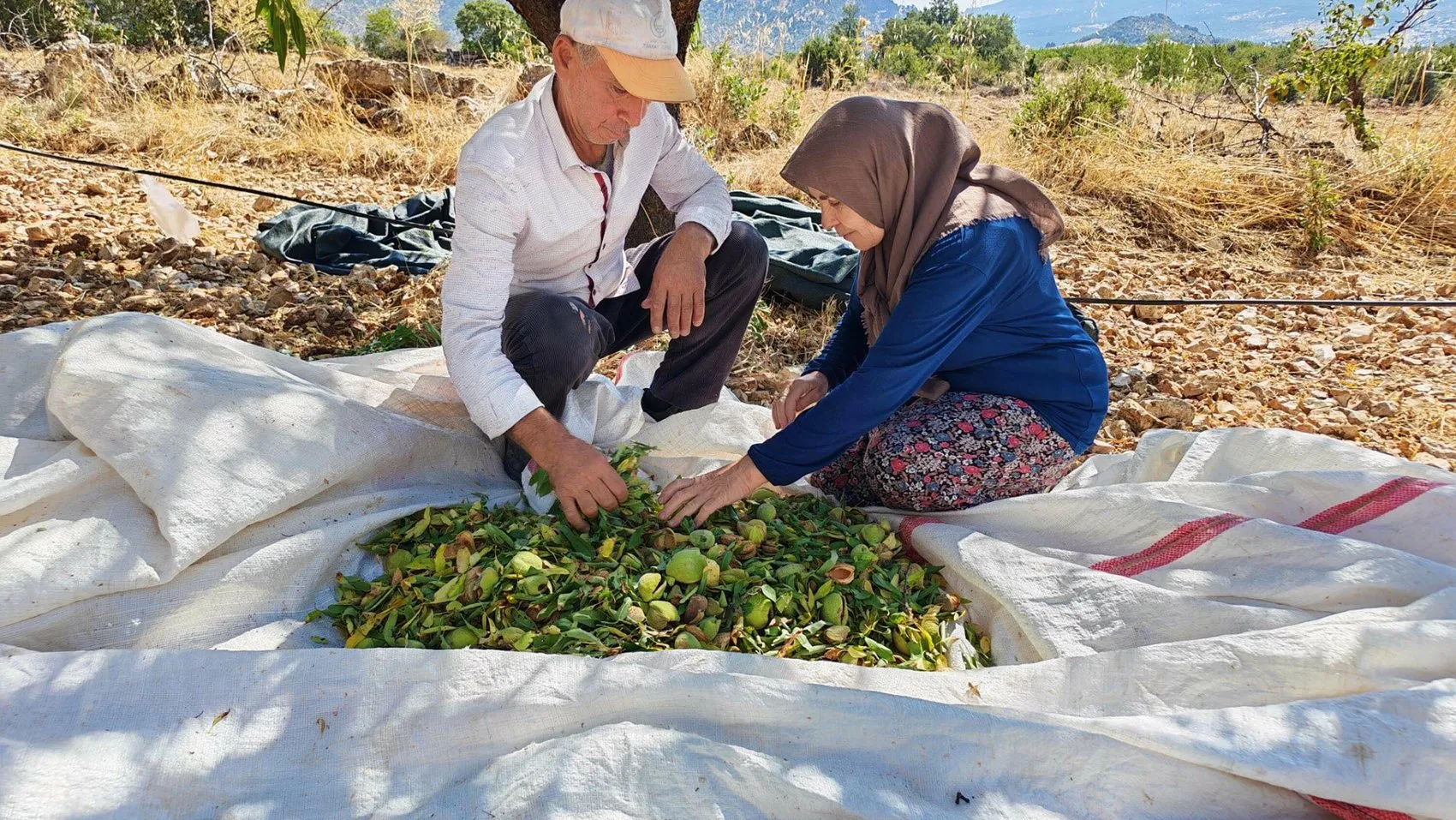 Demirci'de badem bereketi: Don felaketini unutturan hasat dönemi başladı