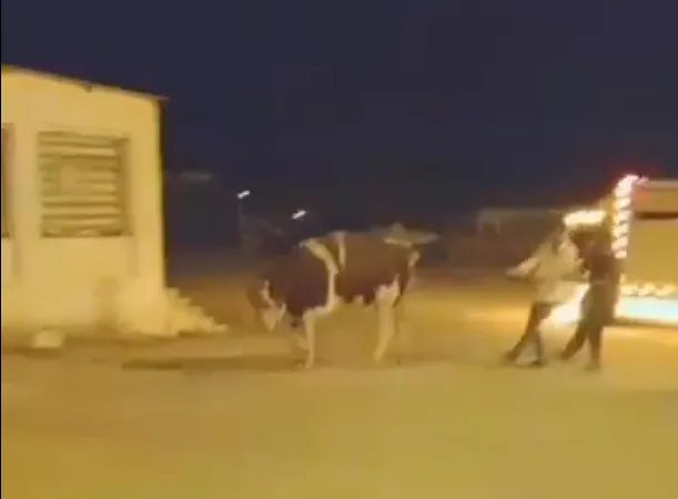 Enez sokaklarında nefes kesen kovalamaca: Mezbahaya gitmemek için trafiği birbirine kattı