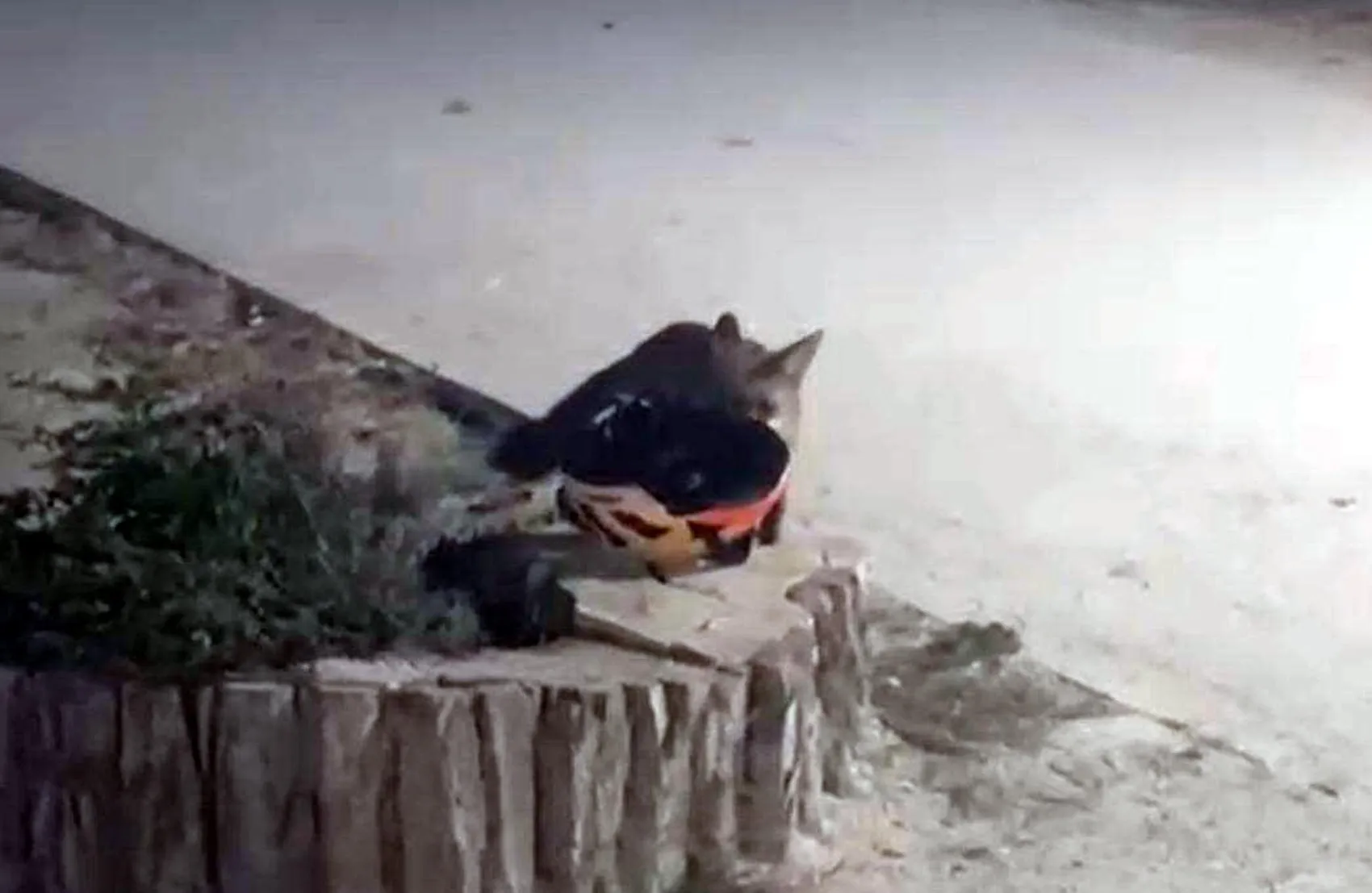 Söğütlük'te beklenmedik hırsızlık: Kaskı kaptığı gibi ormana daldı