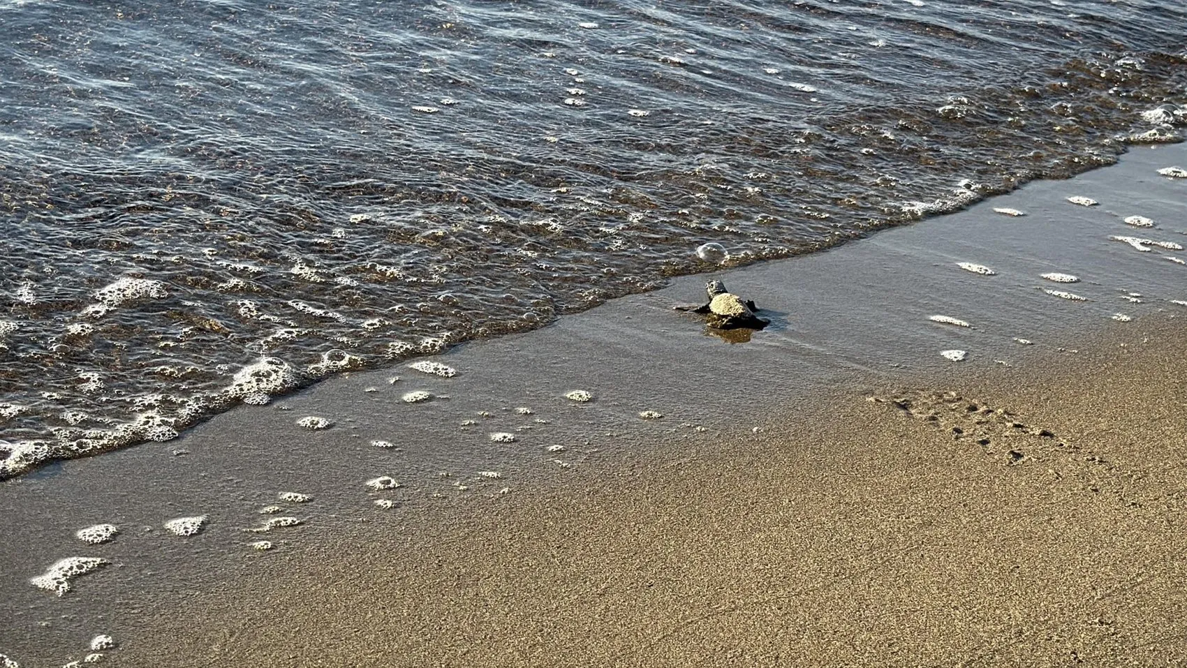 Bodrum sahillerinde duygulandıran anlar: 62 minik caretta caretta mavi sulara kavuştu