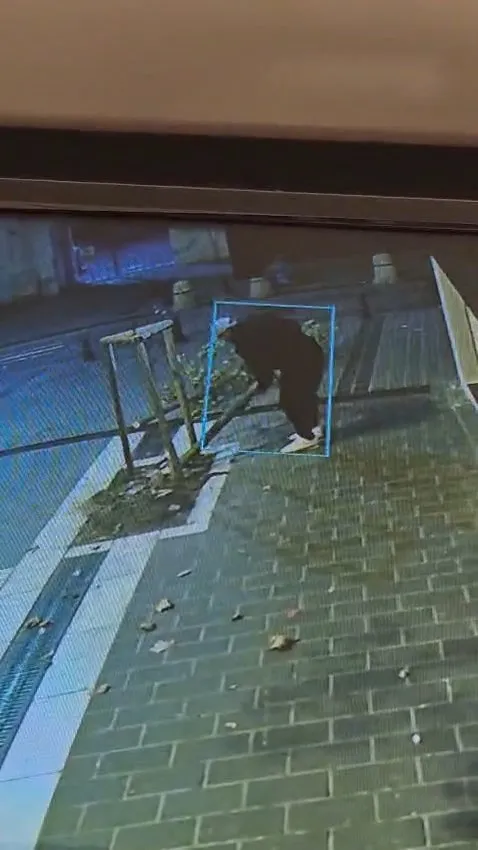 Fatih'te tabela uğruna doğa katliamı: Kuyumcunun önündeki ağacı gece yarısı kesti