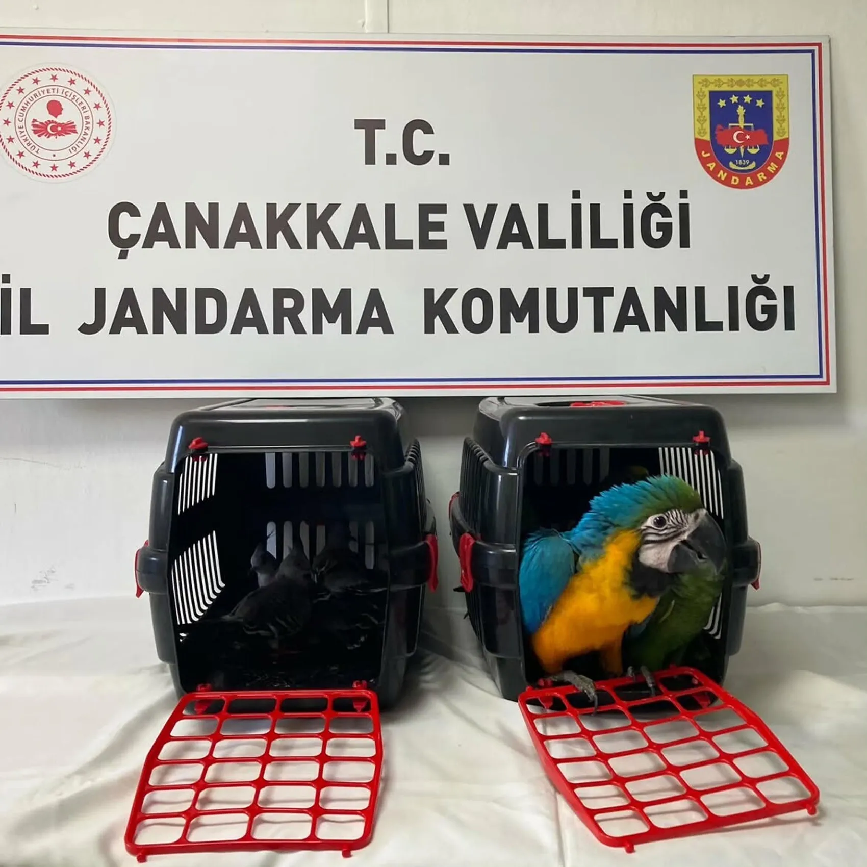 1915 Çanakkale Köprüsü'nde şüpheli duruş: Bagajdan nesli tükenmekte olan egzotik türler çıktı