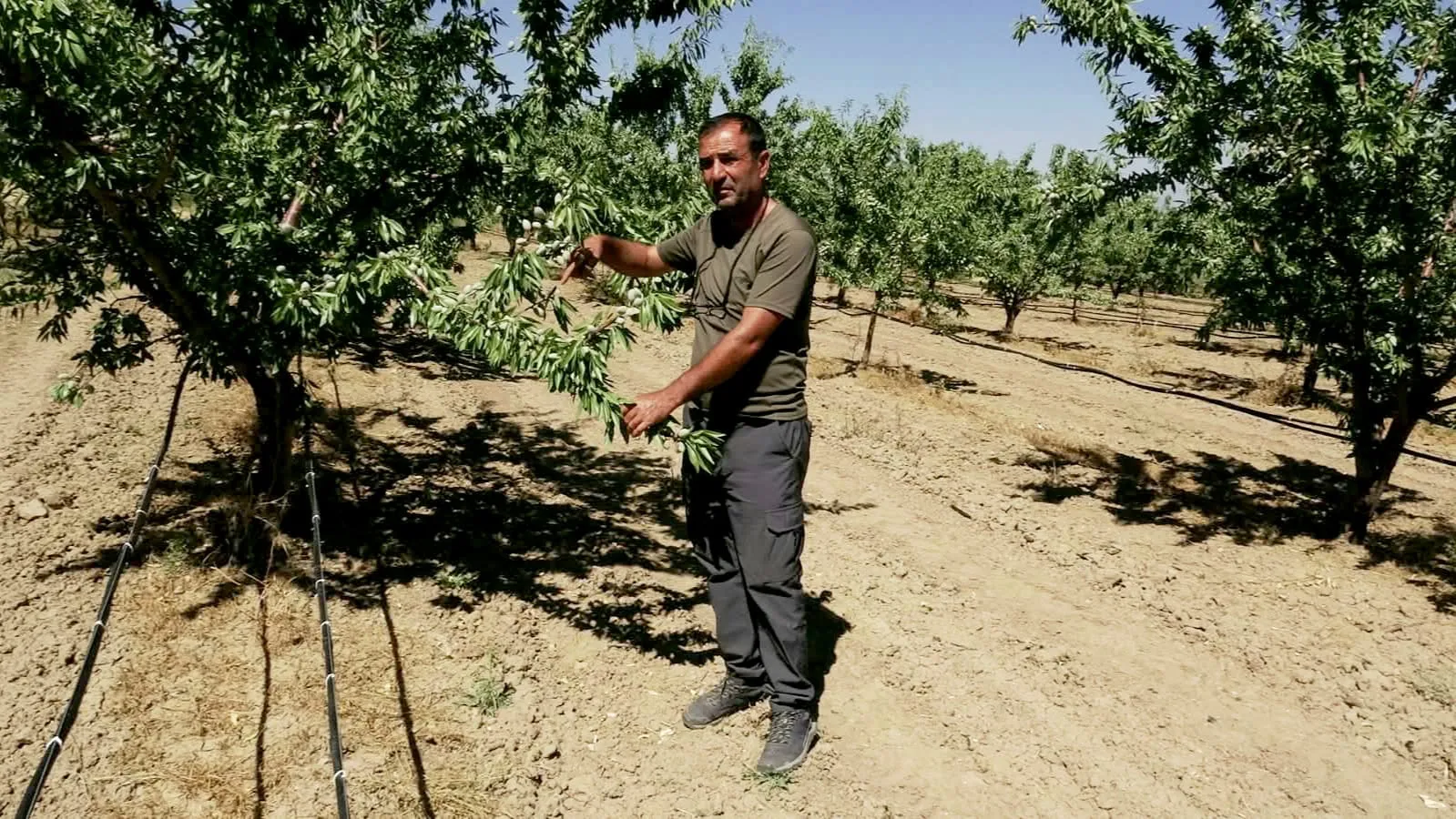 Hobi olarak başladığı bahçesi dev bir tesise dönüştü: 20 bin ağaçla badem üretiminde iddialı