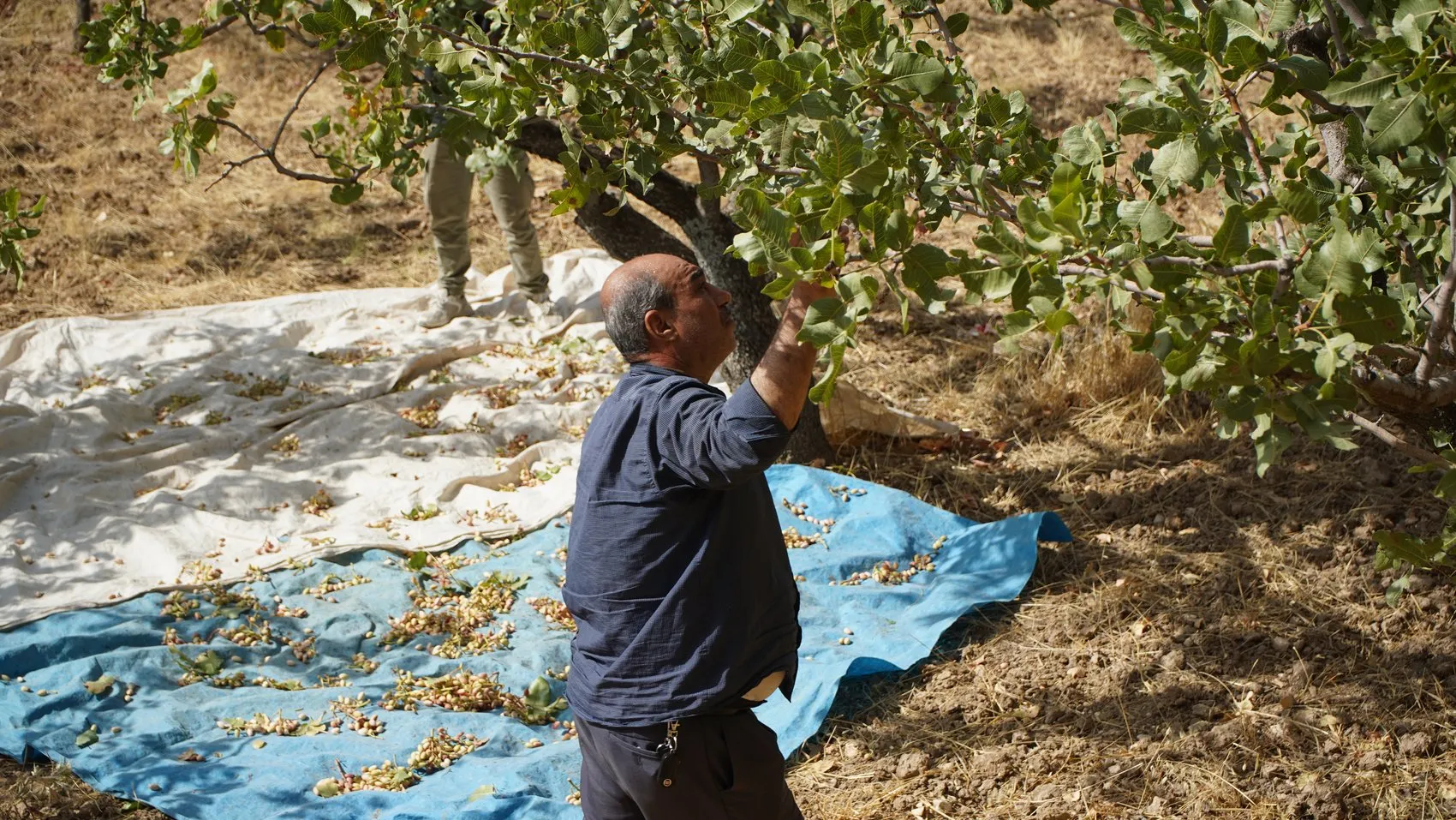 Siirt'te yeşil altın telaşı: Hırsız korkusu üreticiyi takvimden önce bahçeye indirdi