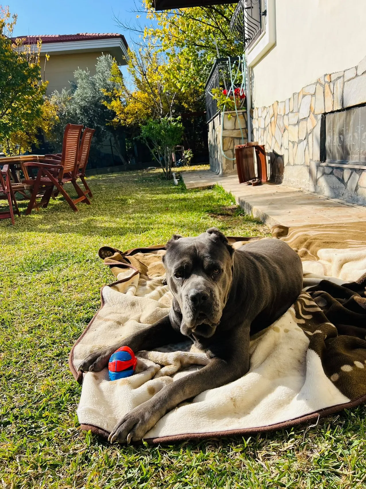 Adana'da korkutan operasyon: Köpeğinin karnından kendi ağırlığının yüzde 15'i kadar kitle çıktı